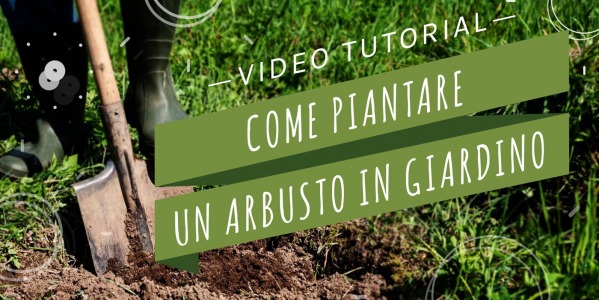 Come si fa… a piantare un arbusto in giardino?